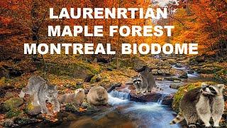 Uncaged Zoo Tours: Laurentian Maple Forest at the Montreal Biodome Ft. Raccoons! #recommended