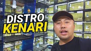 NEGO BERAPAPUN DILAYANI‼️STOK TERAKHIR KENARI RASMI DAN YORKSHIRE BULU BARU