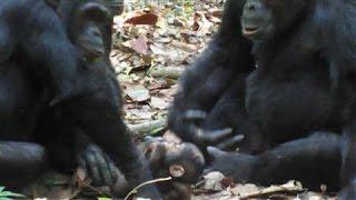 Chimpanzees Cared for Disabled Infant in the Wild