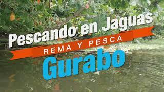 Pescando Tucunarés, Tilapias, Guapotes y Red Devils en Jaguas, Gurabo Puerto Rico