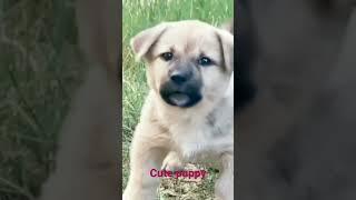 Dog puppy#cute barking#viralshorts