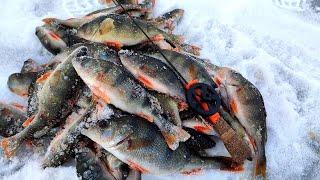 НАШЛИ ЛОГОВО ГОЛОДНЫХ ОКУНЕЙ!!! Зимняя рыбалка 2024