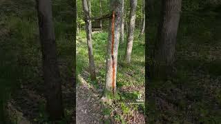100yr osage fencepost bow #novembersouth #primitive #bowandarrow #selfbow #bushcraft