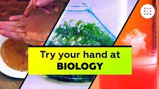5 biology experiments you can do at home