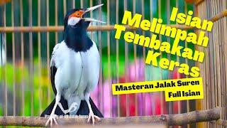 Pancingan Jalak Suren Gacor Full Isian Mewah‼ Efektif Untuk Menaikan Mental Jalak Agar Bongkar Isian