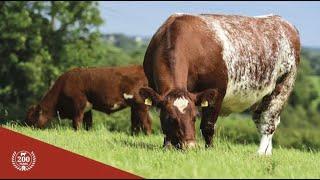 Sale of Class and Draft Beef Shorthorn Females 10.30 Monday 17th October’22