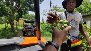 JAMAICA ATV EXCURSIONS #atv #jamaica #excursion #tour #atvriding