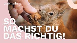 Eichhörnchen füttern: So geht es richtig!