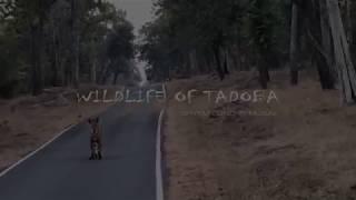 Tiger Chasing Deer - Tadoba - Trailer