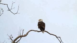 Greenfield Eagle Watch