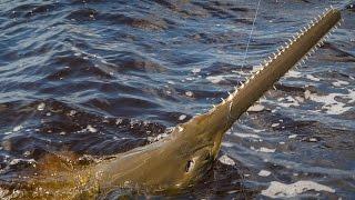 Florida River Monsters - Caloosahatchee Sawfish