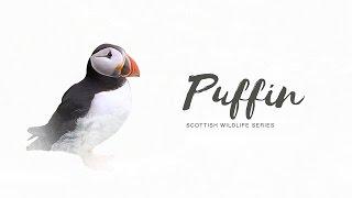 Scottish Wildlife Series: Puffin