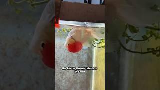 How treat swim bladder disorder in goldfish