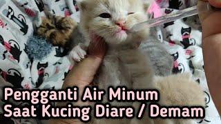 Pertolongan Pertama Pada Kucing Diare dan Demam Lemas