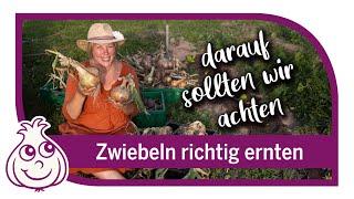 Zwiebeln ernten & neues Gemüse pflanzen | Gartenarbeiten im August