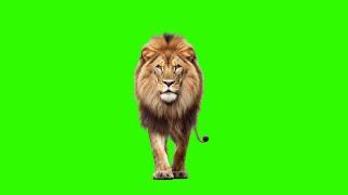Lion Walking Green Screen Stock Footage HD || Chroma Key