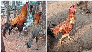 ASEEL ROOSTERS FARM Part -4 || +91 99807 88258