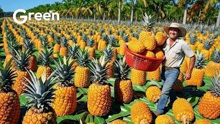 Pineapple Farming - Pineapple Harvesting & Pineapple Drinks Making   | Agriculture Technology