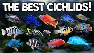 Popular African Cichlids for your aquarium tank! (Lake Malawi, Victoria, Tanganyika)