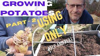 Using only kelp and peat to grow huge bounty of potatoes - no fertilizer added Part 2 of 2 Planting!