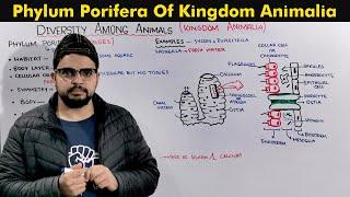 Phylum Porifera (Sponges) General Characteristics.