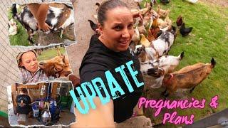 HUGE UPDATE on the Cows  & Goats  ️  A cautionary tale of animal neglect & cruelty! 