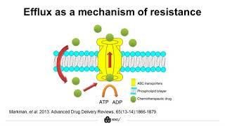 3D Spheroid Cell Models for Drug-Resistant Cancer Research