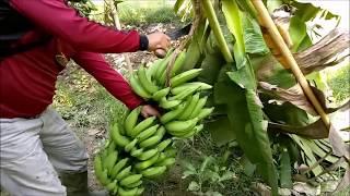 CARA MEMANEN PISANG YANG BENAR | HOW TO BANANA HARVEST