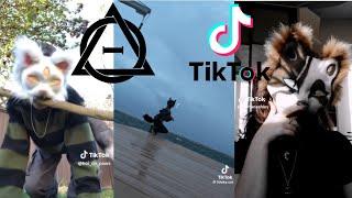 Therian and Quadrobics TikTok Compilation  || Alterhumans of TikTok #1