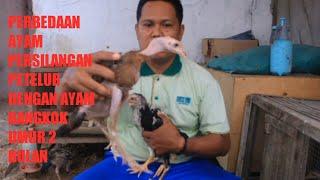 PERBEDAAN AYAM PERSILANGAN PETELUR DENGAN AYAM BANGKOK UMUR 2 BULAN