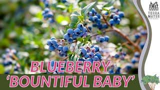 BLUEBERRY 'BOUNTIFUL BABY': Care Guide and Tips for Delicious Harvests 🫐 (Vaccinium)