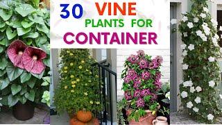 30 Best Vine Plants for container | Vine Plants in pots | Swaroopa Diaries