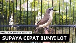 SUARA REMETUK LAUT FULL GACOR - Masteran & PIKAT burung SIUR / Sier Sir laot bahan agar cepat bunyi