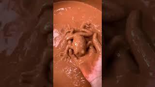 Oh woa woa  #satisfying #funny #animals #satisfyingvideo