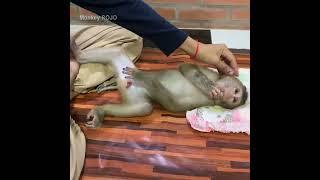 Cute baby monkey ROJO waiting mommy cleaning and then drinking milk in the afternoon