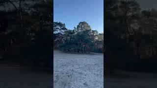 This is Panbos (dunes), the Netherlands