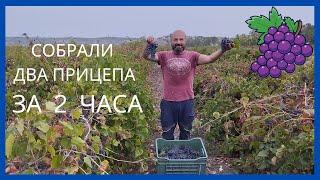43. Занялись виноделием неожиданно даже для себя.  Пошли в школу.