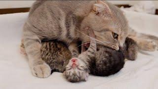 The mother cat's love is so deep that the kitten screams 