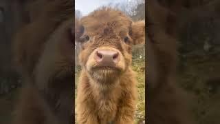 Baby Farm Animal 