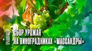 Сбор урожая на виноградниках "Массандры"