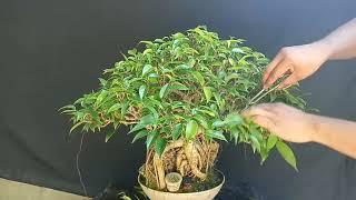 Ficus benjamina bonsai | Bonsai basics | trimming | Maintenance | bonsai beginners