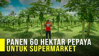 Dari Modal 2 Juta Petani & Mitra Punya 60 Hektar Pepaya California Untuk Kebutuhan Supermarket