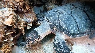 Plongée à Roatan chez Grand Bleu Diving