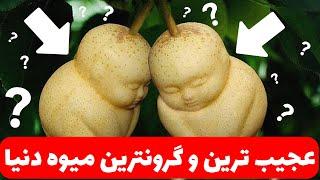 گرون ترین میوه جهان|عجیب ترین میوه های جهان|بستی ها