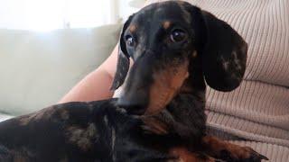 A DAY IN THE LIFE OF A MINI DACHSHUND PUPPY