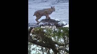 Bobcat vs African Leopard