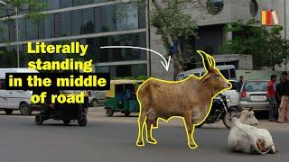 Why Are There So Many Cows In India? [No Ads]