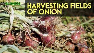 ONION HARVESTING: Abundant Harvest of Onion in the Philippines | Agribusiness How It Works