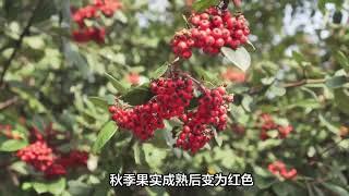 无刺枸骨球的园林应用观赏价值，无刺枸骨的果子可以吃吗？