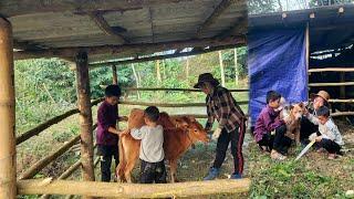 single mother, cold winter built bamboo shed for cows DANG THI DU